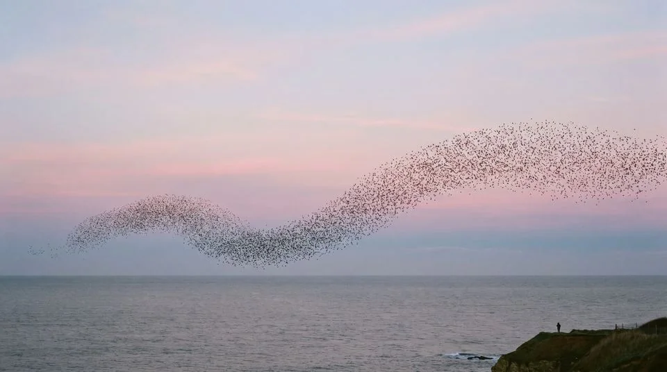 A murmuration of birds in an empty sky